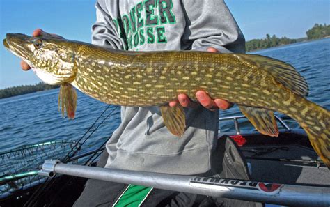 New northern pike fishing regulations coming in spring 2018 | Boreal Community Media