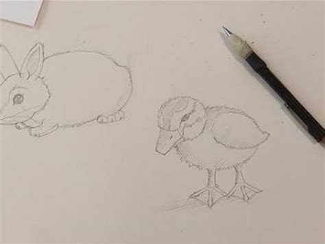 Baby Animal Drawings Realistic