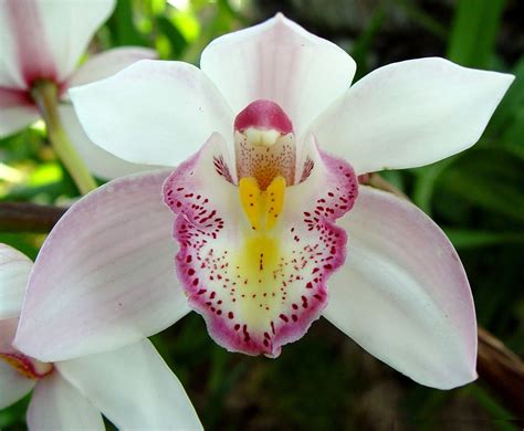 Cuidando Bem de Suas Orquídeas | Flores - Cultura Mix