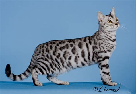 Black Silver Spotted Tabby Bengal | Bengal cat, American bobtail cat, Cat breeds