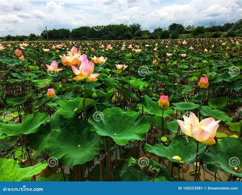 Flowers Lotus and Tree Background Stock Image - Image of raindrops, concept: 160223081