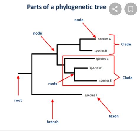 Concept of phylogenetic tree