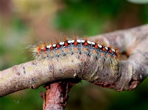 White Satin Moth caterpillar by Steveo28 | ePHOTOzine