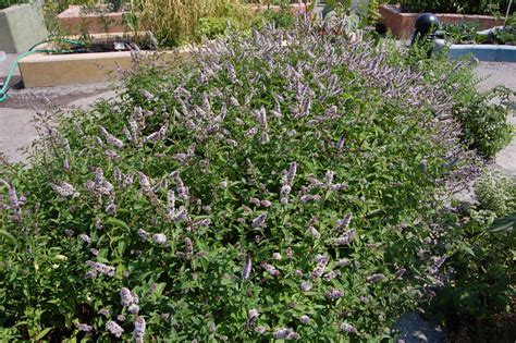 Flowering mint plant | Сад, Трава, Растения