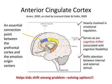 Anterior Cingulate Cortex