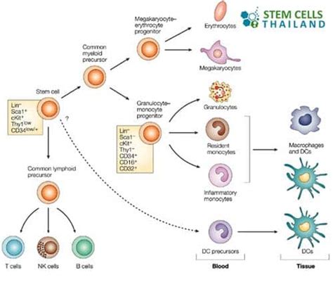 Ancestor Cells and Precursor Cells