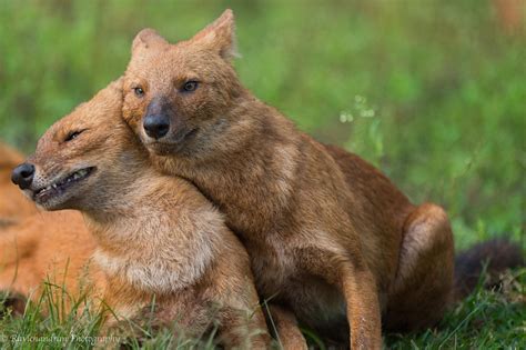 The Dhole is a canid native to Central, South, and Southeast Asia. Unlike wolf packs, in which ...