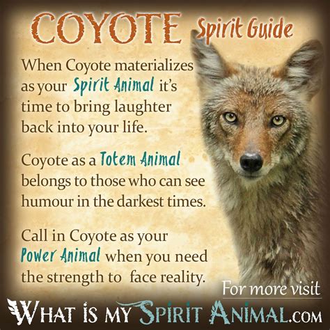 Coyote Symbolism & Meaning | Spirit, Totem & Power Animal