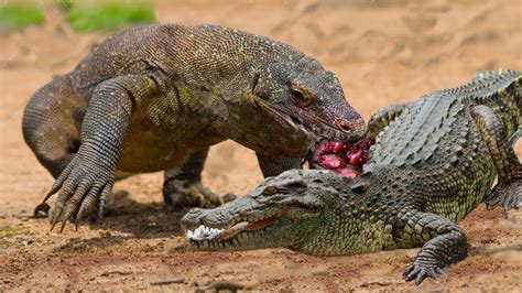 Crocodile VS Komodo Dragon | Who Is The real Monster | The Fight Of Life - YouTube