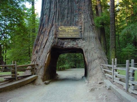 Redwood National Forest~BEAUTIFUL place! | Redwood national and state parks, Cool places to ...