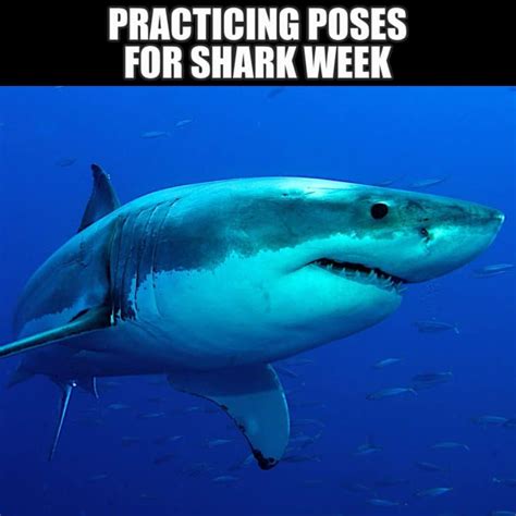 12 Silly Shark Memes to Make You Laugh