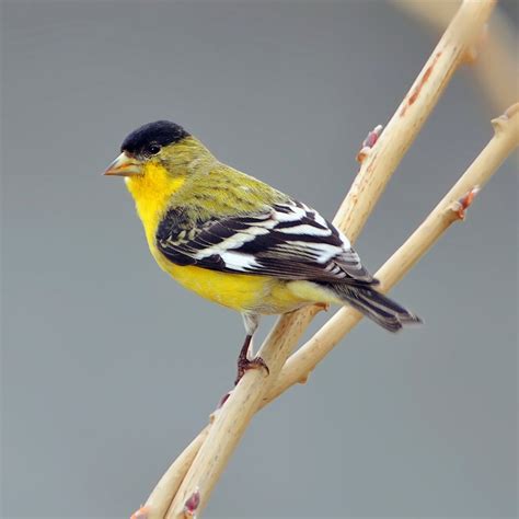 Lesser Goldfinch - eBirdr