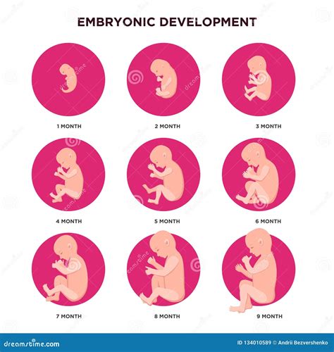 Embryo Pregnancy Stages Stock Illustrations – 310 Embryo Pregnancy ...