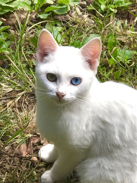 White Cats With Blue Eyes Are Usually Deaf | Care About Cats