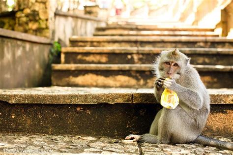 Uluwatu Temple Monkeys in Bali Indonesia. Best Of Bali, Uluwatu Temple ...