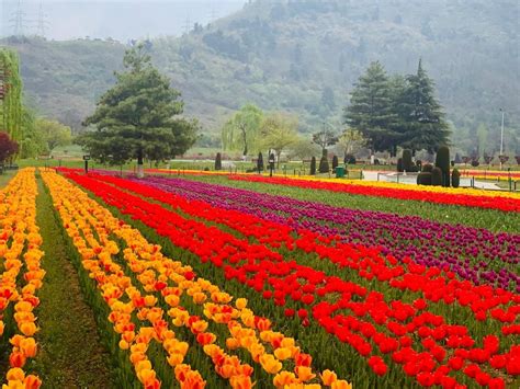 Kashmir Tulip Festival Tour 2025