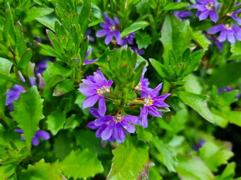 Scaevola aemula Blue Ribbon | Wholesale Nursery - Nurseries in Melbourne, Sydney & Brisbane ...