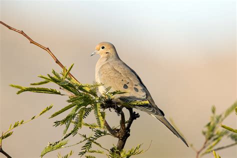 Mourning Dove — Eastside Audubon Society