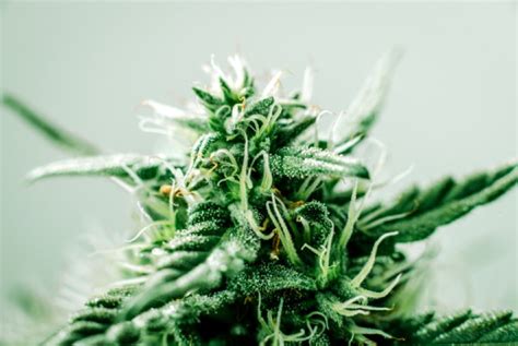 Feminized Cannabis Seeds Explained | PotGuide