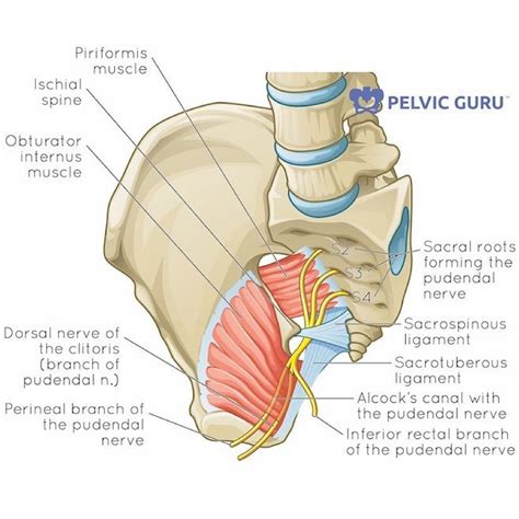 Ischial Spine Pudendal Nerve