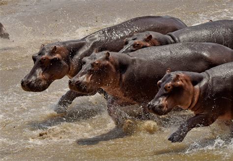 Hippo Speed - Do Hippos Run Faster than Humans? - Hippo Haven