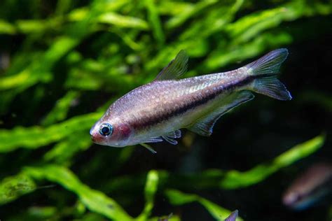 Care Sheet: Emperor Tetra | Nematobrycon palmeri - Aquariadise