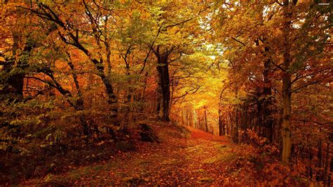 Autumn Forest Path Wallpapers - Wallpaper Cave