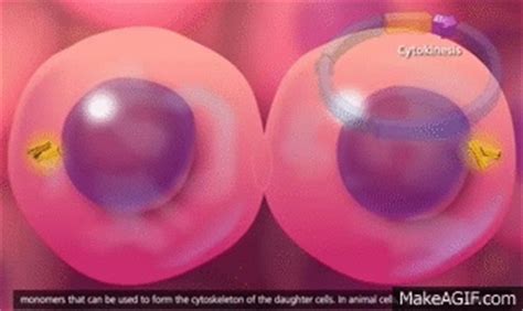 Cell Cycle and Mitosis [3D Animation] on Make a GIF