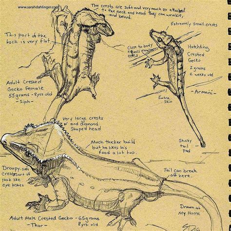 Gecko Anatomy - Anatomy Drawing Diagram