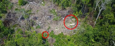 First-Ever Images of a Hidden Amazonian Tribe Have Been Captured by Drone : ScienceAlert