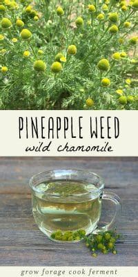 Foraging for Pineapple Weed (Wild Chamomile) + Pineapple Weed Tea