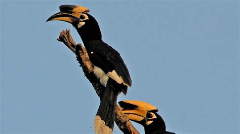 NCF and Conservation of Hornbills in Northeast India – The Northeast ...