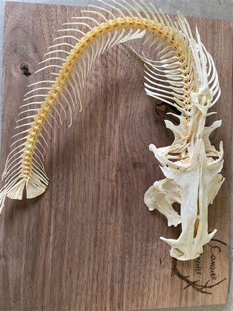 Catfish Skeleton