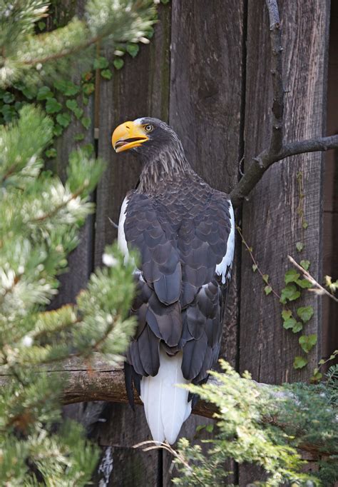 Pictures and information on Steller's Sea Eagle