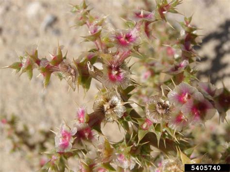 Russian thistle (Salsola kali) | Fraser Valley Invasive Species Society