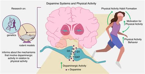 Dopamine Pathways In The Brain