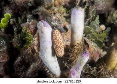 65 Flamingo Tongue Nudibranch Images, Stock Photos & Vectors | Shutterstock