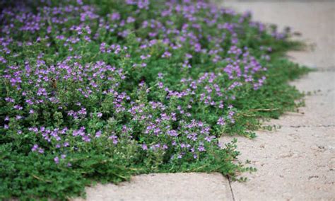 Creeping Thyme: Flowering Herb And Ground Cover - Epic Gardening