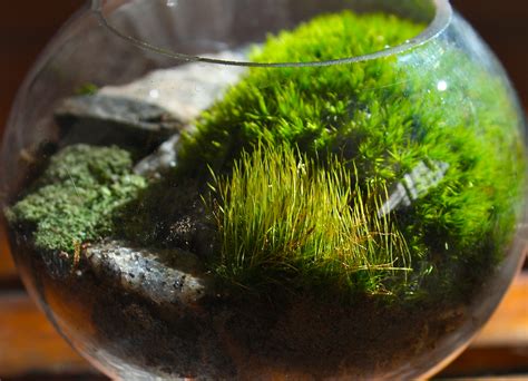 Moss Terrariums | Pedagogy of the Plants | Page 2