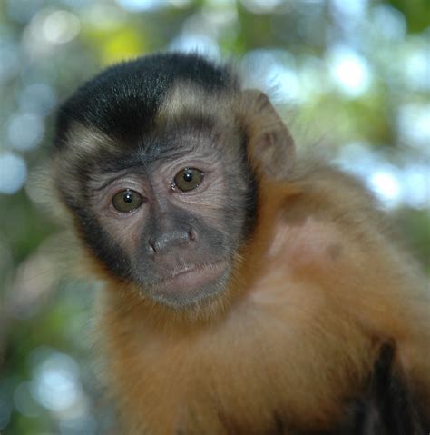 Cebus apella | Brown Capuchin Monkey. Very common throughout… | Flickr