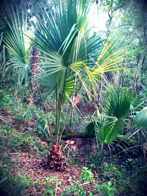 *Variegated* Sabal Palm. - DISCUSSING PALM TREES WORLDWIDE - PalmTalk