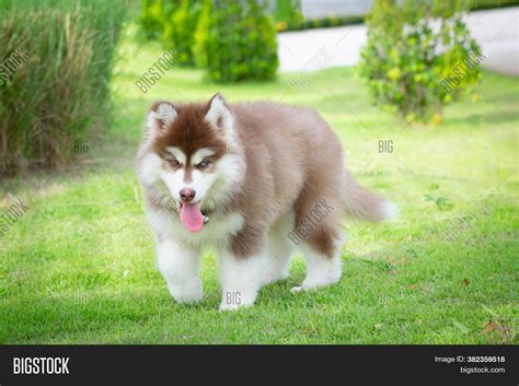 Adorable Red Husky Puppies