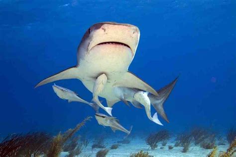 Shark And Remora: An Unique Relationship - Fish Article