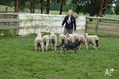 Herding Dog Training for Sale in KILSYTH, Victoria Classified ...