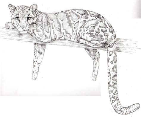 Clouded leopard Neofelis nubulosa sketch - Lizzie Harper