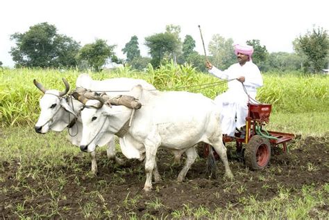 From then to now- Why do we domesticate the cow?