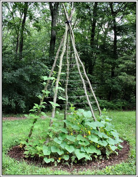 Diy Trellis Ideas For Beans - Weekend Gardening: Building a Trellis for Beans and Peas ...