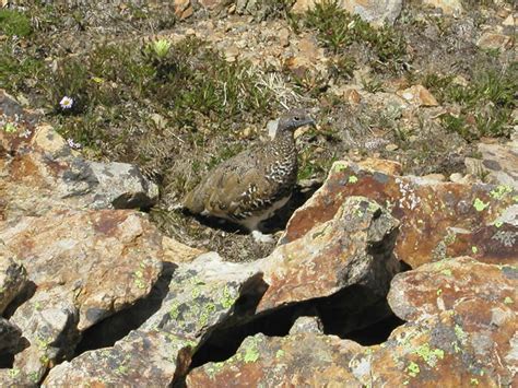 Ptarmigan Camouflage - Rocky Mountain National Park (U.S. National Park Service)