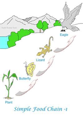 Food chain - A flow of life within living species.