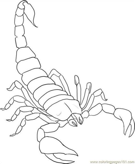 Image detail for -free printable coloring page How To Draw A Scorpion ...